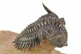 Impressive Metacanthina Trilobite - Lghaft, Morocco #382868-1